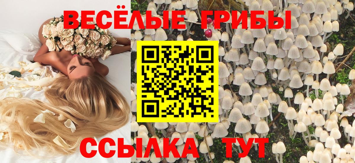 Галлюциногенные грибы Psilocybe Медногорск